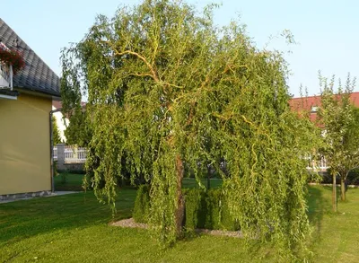 Ива ломкая – дерево и древесина – Salix fragilis