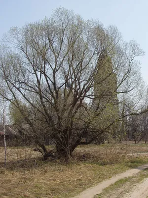 Саженцы Ива Памяти Бажова (Ива Томская) Купить в питомнике Биолит, ЗКС