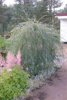 Ива ломкая ф. шаровидная (Salix fragilis Bullata) купить для посадки в  Москве