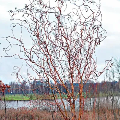 Ива \"Свердловская Извилистая 2\" (Salix hybrida\"Sverdlovskaja Isvilistaja  II\") - Питомник и Садовый центр Русские Деревья