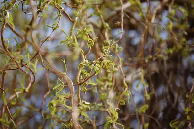 Ива Матсудана (Salix matsudana) — купите саженцы в контейнере в Краснодаре  - Прекраснодар — садовый центр в Краснодаре