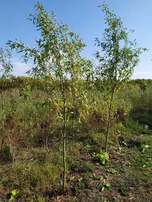 🌱 Ива вавилонская по цене от 2250 руб: саженцы - купить в Москве с  доставкой - интернет-магазин Все Сорта