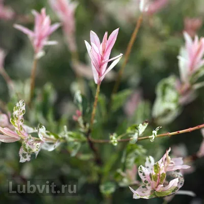 Ива Хакуро Нишики - купить саженцы с доставкой по России