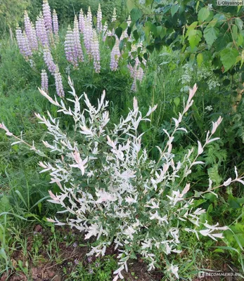 Ива цельнолистная \"Хакуро Нишики\" купить в питомнике растений, доставка по  Новосибирску и Новосибирской области, саженцы, крупномеры, посадка и уход