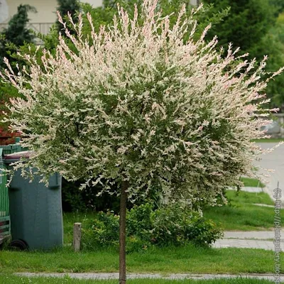 Ива цельнолистная Хакуро-Нишики – Ваш сад