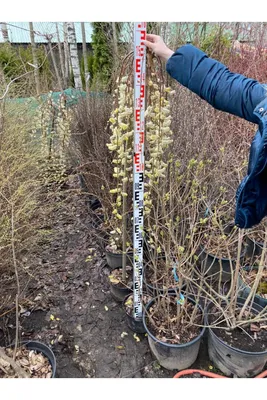 Ива козья Kилмарнок (Salix caprea Kilmarnock) купить саженцы недорого оптом  и в розницу - питомник растений Зелёный Рай