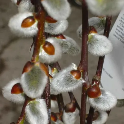 Ива козья Килмарнок на ШТАМБЕ. (Salix caprea Kilmarnock) на ШТАМБЕ, высота  100-120см купить в интернет-магазине ЦВІТСАД с доставкой по Украине