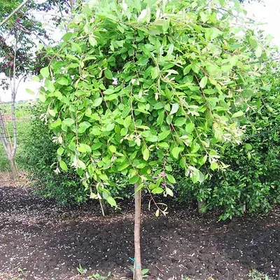 Ива козья Пендула (Salix caprea Pendula) | Садовый центр \"Berberis\"