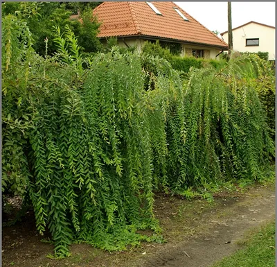 🌱 Ива козья Pendula по цене от 850 руб: саженцы - купить в Москве с  доставкой - интернет-магазин Все Сорта