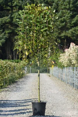 Ива козья Пендула (Pendula) купить в Киеве, цена — Greensad