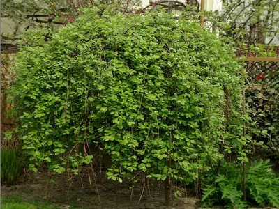 Ива козья Пендула (Salix caprea Pendula) - «Ива козья любима не только  козами, но и садоводами, а также часто используется ландшафтными  дизайнерами. » | отзывы