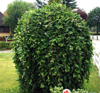 Ива козья Пендула — Salix caprea Pendula и крупномеры купить в Краснодаре -  описание сорта и фото | питомник растений Зеленый капитал