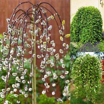 Саженец цельнолистной ивы 'Пендула'/Salix integra 'Pendula' С5/Ра140 — цена  в Оренбурге, купить в интернет-магазине, характеристики и отзывы, фото