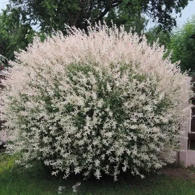 Ива лохолистная Ангустифолия / Salix elaeagnos Angustifolia С20 / Ра 90 /  Н180-200 – фото, отзывы, характеристики в интернет-магазине ROZETKA от  продавца: ImportPlant | Купить в Украине: Киеве, Харькове, Днепре, Одессе,  Запорожье, Львове