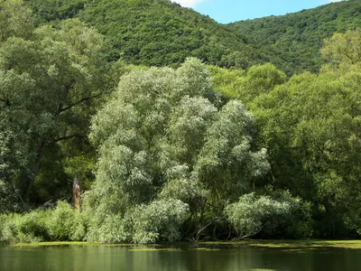 Деревья с узкими листиками - 53 фото