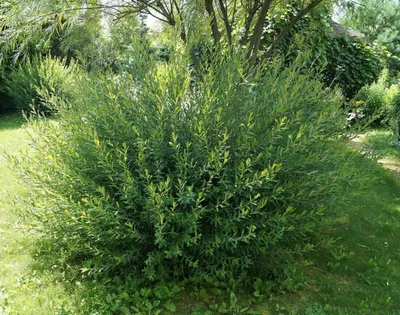 Ива пурпурная Маяк (Salix purpurea Majak) купить саженцы в Москве по низкой  цене из питомника, доставка почтой по всей России | Интернет-магазин  Подворье