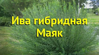 Ива \"Маяк\"(Salix sp. 'Majak')