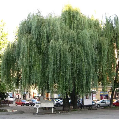 Ива плакучая Salix pendula