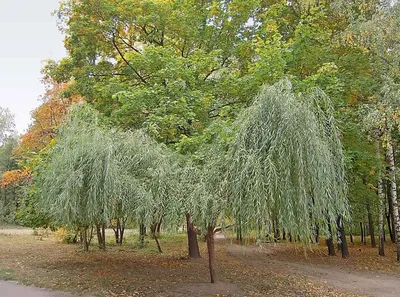 Ива ломкая – дерево и древесина – Salix fragilis