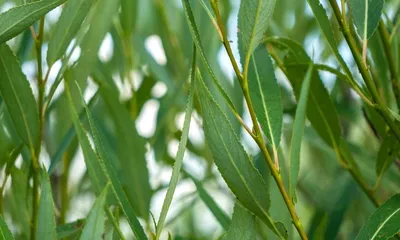 Купить саженцы Ивы Памяти Миндовского 🌱по цене от 0₽ из питомника с  доставкой | Питомник «Зелёная Фазенда»