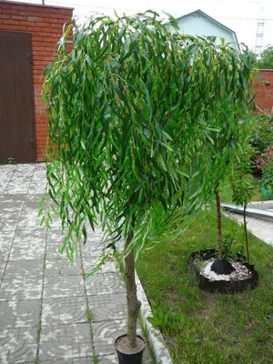 Ива ломкая ф. шаровидная (Salix fragilis Bullata) купить для посадки в  Москве