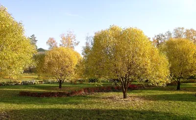 Ива \"Памяти Миндовского\" (Salix \"Pamyati Mindovskogo\") - Питомник и Садовый  центр Русские Деревья