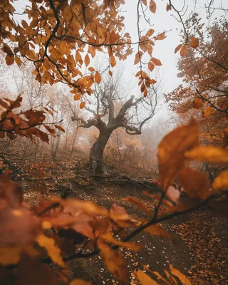 File:Autumn leaves Все краски осени Salix fragilis Ива шаровидная на фоне  неба 02.jpg - Wikimedia Commons