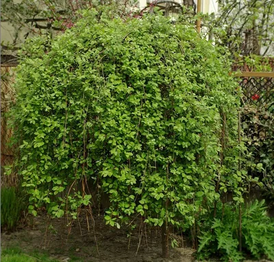 Ива цельнолистная \"Pendula\" купить в питомнике растений, доставка по  Санкт-Петербургу и Ленинградкой области, саженцы, крупномеры, посадка и уход