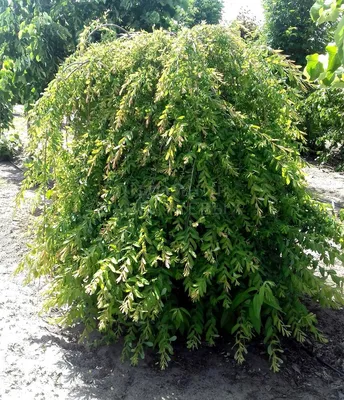 Саженец цельнолистной ивы 'Пендула'/Salix integra 'Pendula' С5/Ра140 — цена  в Оренбурге, купить в интернет-магазине, характеристики и отзывы, фото