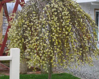 Ива пурпурная \"Pendula\" (Пендула): купить саженцы в Москве - Ромашкино Парк