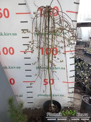 Лиственница европейская \"Пендула\" (Larix decidua \"Pendula\")