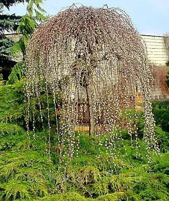 Ива белая Pendula - Ива - GardenPlants