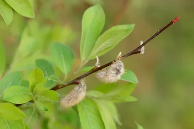 Ива пепельная (Salix cinerea) - PictureThis