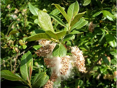 Ива пепельная (Salix cinerea L.) – Лиственные кустарники Буква «И» -  цветочный портал Ваш Сад!