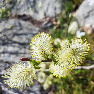 Ива пурпурная \"Нана\" (Salix purpurea \"Nana\") купить 〛по выгодной цене в  Киеве и Украине | Фото | Отзывы