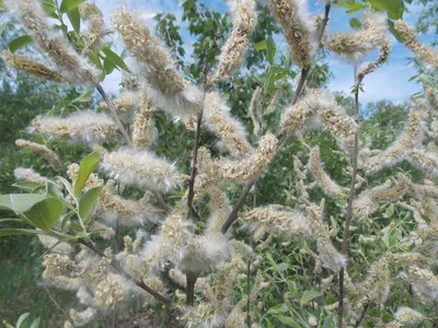 Ива пурпурная (Salix purpurea)