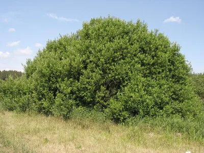 Ива пепельная (Salix cinerea). Ветка ивы во время цветения Stock Photo |  Adobe Stock