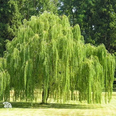 Ива плакучая Salix pendula