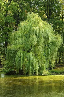 Ива Плакучая искусственная 185 см за 18 400 руб — магазин Gewas-green 🌴