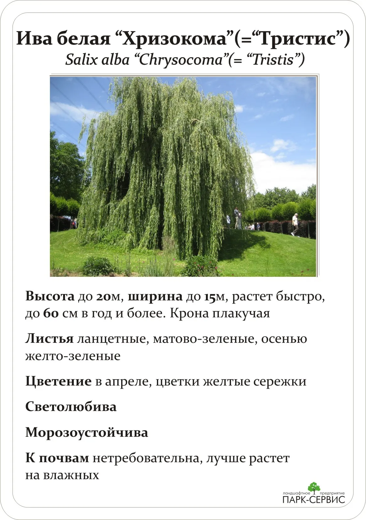 Ива дерево описание. Плакучая Ива дерево описание. Ива белая плакучая описание.