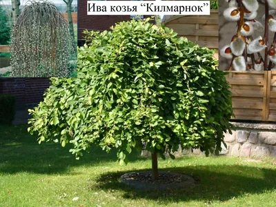 Ива плакучая