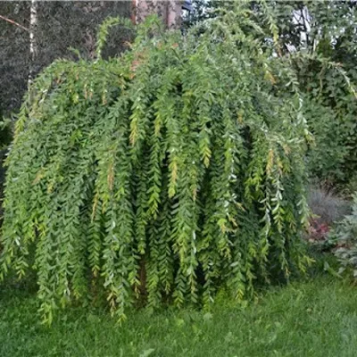 Ива плакучая Пендула. (Salix integra 'Pendula') на ШТАМБЕ 130-140см купить  в интернет-магазине ЦВІТСАД с доставкой по Украине