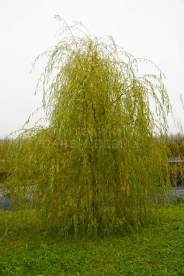 Salix caprea 'Kilmarnock' (Плачеща върба Килмарнок) |