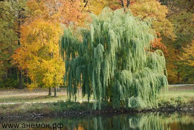 Ива белая Тристис Salix alba 'Tristis' С5, выс: 220-250 см | Питомник  \"ВЫРАСТИМ ВМЕСТЕ\"