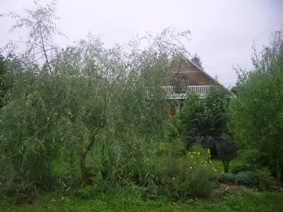 Ива Плакучий Гном (Salix Plakuczyj Gnom) купить саженцы в Москве по низкой  цене из питомника, доставка почтой по всей России | Интернет-магазин  Подворье