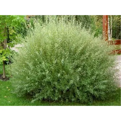 Ива пурпурная НАНА (Salix purpurea Nana) купить в Новосибирске в  Новосибирске