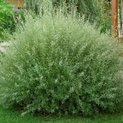 Ива пурпурная Pendula / Salix purpurea Pendula , заказать, купить в Перми -  Саженцы лиственных деревьев и кустарников - Питомник «Анютины Глазки»