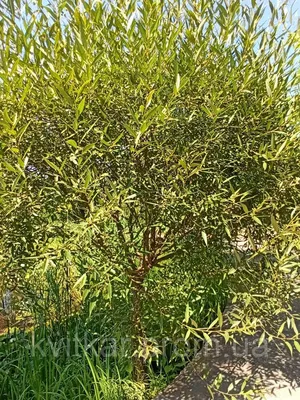 Ива ломкая (Ракита) 'Булата' Salix fragilis 'Bulata' C60L h 500  (ID#221885749), цена: 18500 ₴, купить на Prom.ua