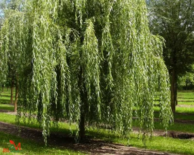 Salix caprea L., Ива козья (World flora) - Pl@ntNet identify