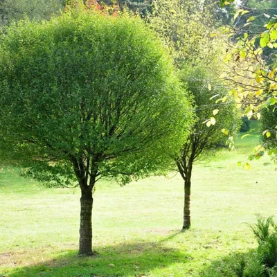 Ива ломкая – дерево и древесина – Salix fragilis